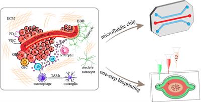 Glioblastoma-on-a-chip construction and therapeutic applications